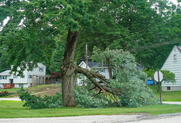 Best Tree Risk Assessment  in Reisterstown, MD