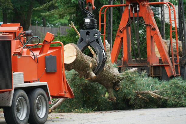 Best Organic Lawn Care Solutions  in Reisterstown, MD