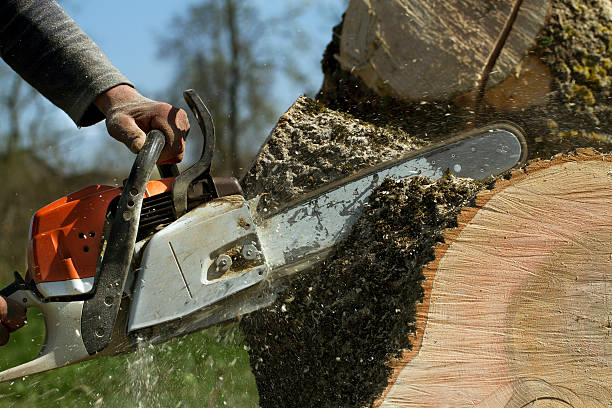 Best Lawn Renovation and Restoration  in Reisterstown, MD
