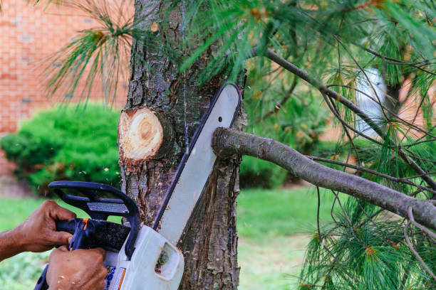 Best Pest Control for Lawns  in Reisterstown, MD
